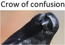 Crow_of_conf