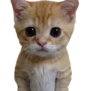 CatSad