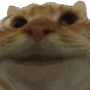 Catyes CatYes Discord Emoji