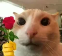 GatoSeductor