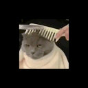 cat Discord Emoji