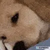 sadDog sadDog