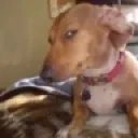 susdog