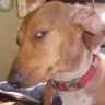 p_dogsus p_dogsus