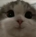 cat_heh