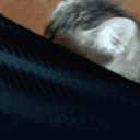 2991catpeek