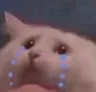 meowmeowcry meowmeowcry