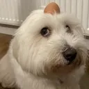 dogegg Discord Emoji