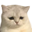 SadCat