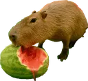 capymelon
