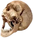 laughingskull