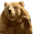 bearwave