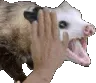 possum_patpat
