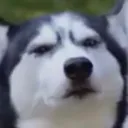 susky susky