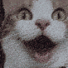 Pogcat pogcat Discord Emoji
