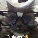 mieaow