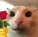 rosecat