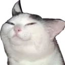 cattosmirk