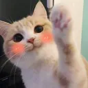 y_hello