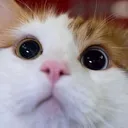 y_stare