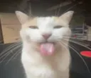 googa