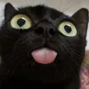 blackcat