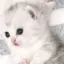 kittyhuh kittyhuh