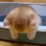 catdead