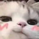 uwu_cato Discord Emoji