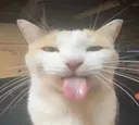 Bleh Bleh
