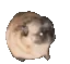 pugdance