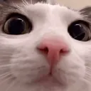 kuk