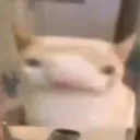 bleh