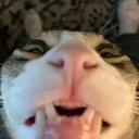 NatKat