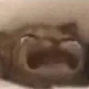 Crying Cat crying_cat Discord Emoji