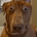shockeddog