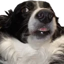 Scareddoggo Discord Emoji