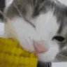 22corncat