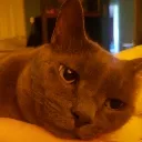 Cat_lying Discord Emoji