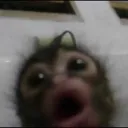 gasp