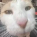 hello