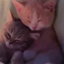 cat_sleepy_huggy Discord Emoji