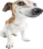 yourdog yourdog