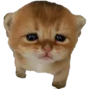 CatWhoSaysSlurs