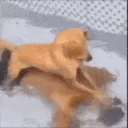 KillTheDog KillTheDog