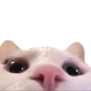 Catpeek