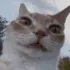 CIconfusedcreature CIconfusedcreature