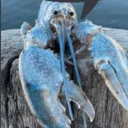 lobtersaidthis