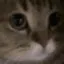 meow