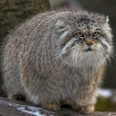 manul Discord emoji